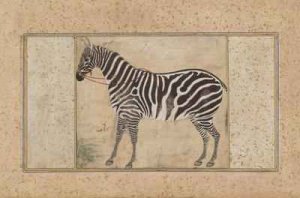 Zebra from Northern India