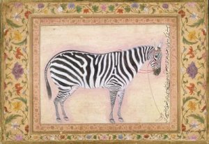 Zebra from the Minto Album 1621