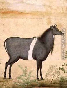 Nilgai blue cow Mughal School