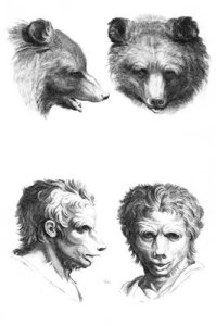 Similarities between the head of a bear and a man