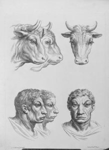 Similarities Between the Head of an Ox and a Man