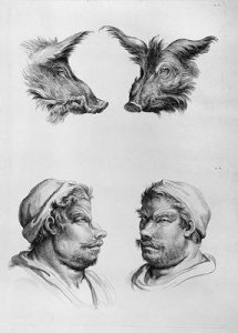 Similarities Between the Head of a Boar and a Man