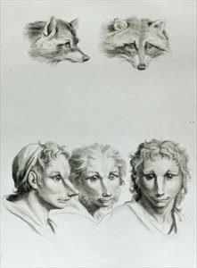 Similarities Between the Head of a Fox and a Man