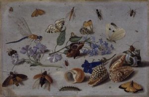 Butterflies and other Insects