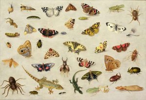 A Study of insects