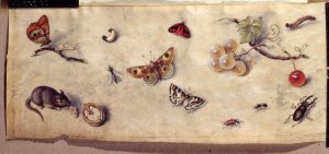 A Study of Various Insects Fruit and Animals 2