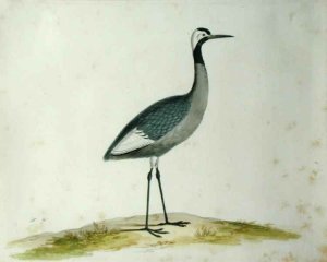 A Crane