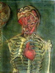 Throat and heart plate from Anatomy of the Visceras dissected