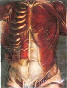 Muscles of the thorax and abdomen