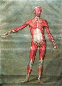 Superficial Muscular System of the Back of the Body