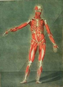 Superficial Muscular System of the Front of the Body