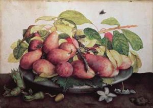 Pears with Hawthorns