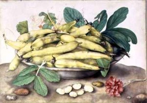 Still Life with Broad Bean Pods