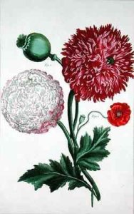 Papaver somniferum and Papaver rheas