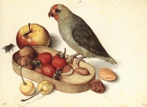 Still-Life with Pygmy Parrot