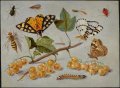 Jan van Kessel