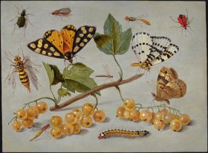 Butterflies and Insects c. 1655