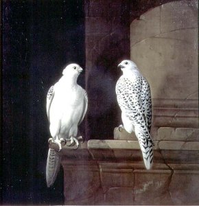 Two Iceland Falcons